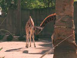 Guess Who S Here Nakuru Has Made Her Final Trip From Werribee Open Range Zoo To Melbourne Zoo And Is Settling Well Into Her New Ho Melbourne Zoo Nakuru Zoo