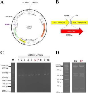BioVector® pHIPX4 载体图谱结构示意图, AI generated