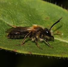 Image result for Bertiera angusiana