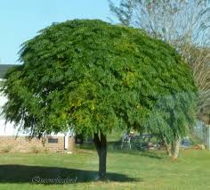 Buy Flowers Online Delivery New Zealand Garden Trees Deadly Plants Buy Flowers Online