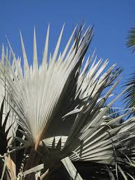 Image result for Latania loddigesii