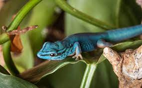 Electric Blue Gecko Care And Breeding Information Reptiles Magazine