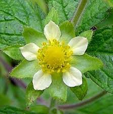 Image result for Platylepis glandulosa