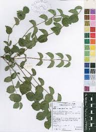 Image result for Rytigynia sp. C