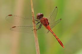 Black And Yellow Dragonfly California Pin By Prairie Flower On Animal Dragonfly Images Dragonfly Photos Damselfly