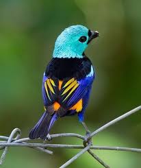 Bird Bird Bird Bird Is The Word Lyrics Anything Avian Beautiful Birds Colorful Birds Nature Birds