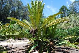 Image result for Cyathula natalensis