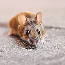The ultimate 24hour protection for your home. The Big Cheese Stv728 Sonic Repeller Humane Rodent Pest Deterrent To Repel Rats And Mice From The Home Covers Upto 37 Sq M Pack Of 3 Amazon Co Uk Garden Outdoors