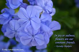 Maybe you would like to learn more about one of these? Beauty Flowers Wallpaper Flowers That Mean Friendship Flower Meaning