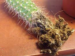 Pendant que les constructeurs allemands restent gouvernés par le «toujours plus», au risque de se concentrer sur le superflu, le constructeur français. Cactus Pourri Urgent