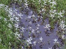 Image result for Persicaria senegalensis