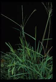 Image result for Digitaria setifolia