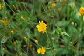 Image result for Cyathea mildbraedii