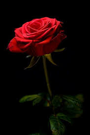 Pin On Love Is A Rose