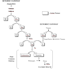 Blood Clotting Pathway Diagram Reading Industrial Wiring