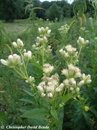 Image result for Aeollanthus suaveolens