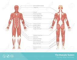 Muscle anatomy stomach 12 photos of the muscle anatomy stomach female stomach muscle anatomy, human stomach muscle anatomy, lower stomach muscle anatomy, muscle anatomy of stomach, stomach muscle anatomy diagram, human muscles, female stomach muscle anatomy, human stomach muscle anatomy, lower stomach muscle anatomy. The Human Muscular System Vector Illustration Front And Rear View Royalty Free Cliparts Vectors And Stock Illustration Image 44484170