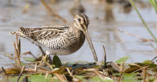 A snipe literally sees behind itself. Going On A Snipe Hunt No Seriously Georgia Wildlife Blog