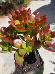 Image result for Crassula zombensis