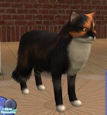 Characteristics, history, care tips, and helpful information for pet owners. Songe S Norwegian Forest Cat Calico 2