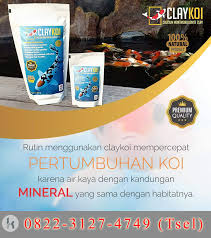 Mancing ikan nilem sungai serayu. Media Filter Kolam Ikan Koi Claykoi Jember Jual Penjernih Air Kolam Ikan Koi Claykoi Tlp Wa 0822 3127 4749 Tsel