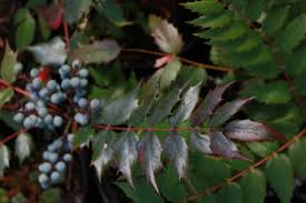 Image result for Maerua nervosa