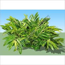 Image result for Alpinia zerumbet