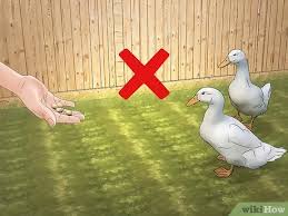 I can't underscore how important diet is, especially during the first few months of your duck's life. 3 Ways To Keep Ducks Out Of A Pool Wikihow