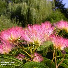Image result for Albizia zimmermannii