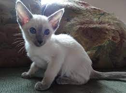 True Siamese Make Me Smile Another Creature On My Wishlist Cats Siamese Kittens Kitten Adoption