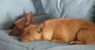 Reputable breeders will ensure that their dogs and puppies are free of issues that australian terriers face so be sure to ask for proof that testing has been done for. Aussie Terrier Puppies Barnabas Farm