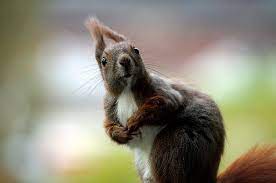 Free Image On Pixabay Squirrel Rodent Cute Animal Fur In 2020 Animals Squirrel Rodents