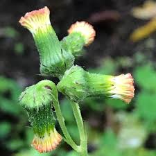 Image result for Crassocephalum radiatum