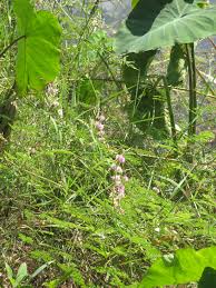 Image result for Mimosa invisa