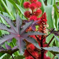 Image result for Ricinus communis