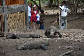 Maybe you would like to learn more about one of these? Populasi Komodo Di Lembah Loh Buaya Meningkat Dalam Beberapa Tahun