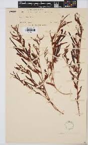 Image result for Pearsonia cajanifolia