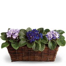 Because these cancers occur in the context of rapid growth and development how do childhood and adolescent cancers vary in the us population? Find The Flower Symbol For Your Astrology Sign Teleflora