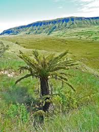 Image result for Cyathea dregei