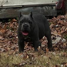 Tabias Jackson (@bi_southernfrenchies) • Instagram photos and videos