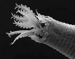 Image result for Acrotome hispida