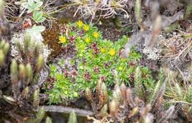 Image result for Schizaea pectinata
