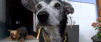 Le refuge n'est décidément pas un chenil comme les autres. Floppy Le Plus Vieux Chien Du Monde Est Mort En Suisse Ladepeche Fr