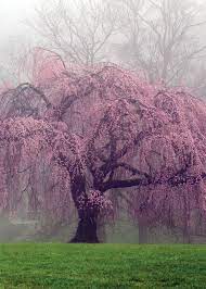 Vector artistic asian brushwork willow tree. Japanese Weeping Cherry
