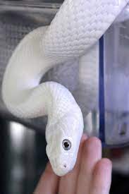 Albino Corn Snake Pantherophis Guttatus Guttatus Pet Snake Rat Snake Corn Snake