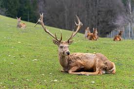 Jordbruksverkets föreskrifter och allmänna råd om kaninhållning inom lantbruket m.m. Dovhjort Kronhjort Doe Gratis Foto Pa Pixabay