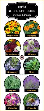 Herbs work especially well as companion plants. Top 10 Bug Repelling Flowers That Keep Pests Out Of Your Garden Garden Layout Plants That Repel Bugs Winter Vegetables Gardening