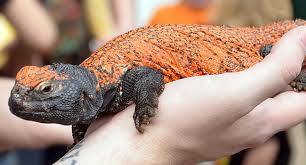 Pictures of reptiles and their names. Uromastyx The Incredible Agamid With A Funny Name