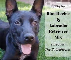 Blue heeler lab mix puppies. Blue Heeler Lab Mix 2021 Reviewed Discover The Labraheeler Go Pup