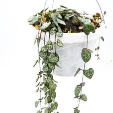 Image result for Ceropegia achtenii
